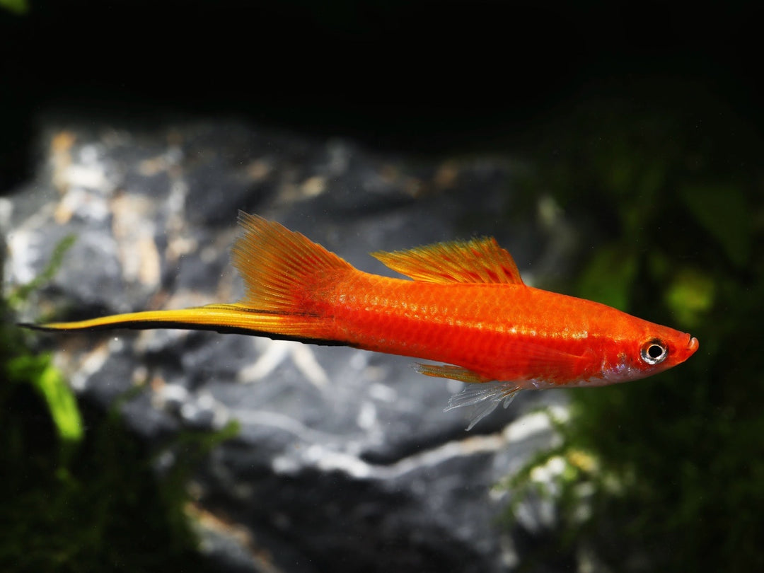 Schwertträger - Xiphophorus helleri "Rot"