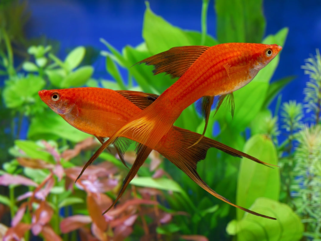 Schwertträger - Xiphophorus helleri "Schleier Mix"