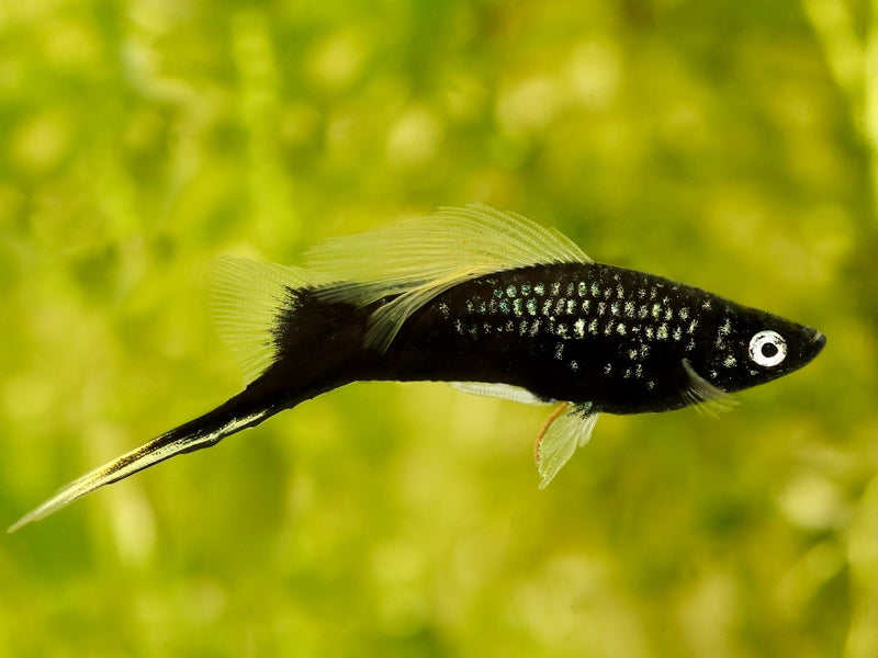 Schwertträger - Xiphophorus helleri "Schwarz"