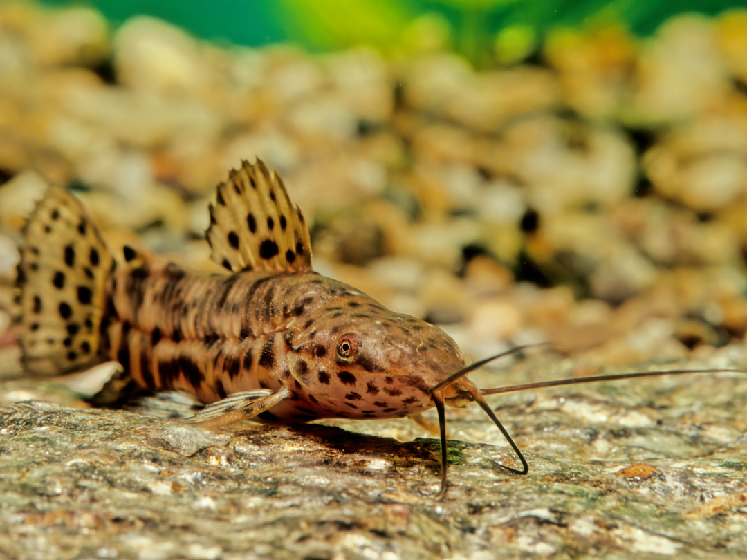 Schwielenwels - Hoplosternum thoracatum