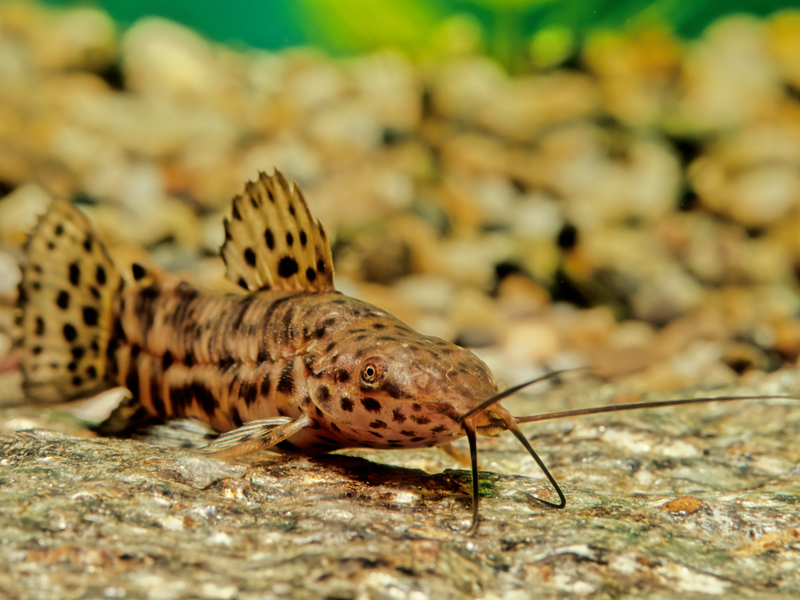 Schwielenwels - Hoplosternum thoracatum