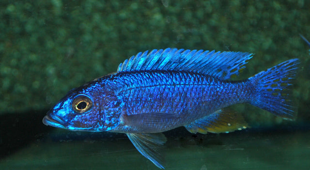 Azurcichlide - Sciaenochromis fryeri
