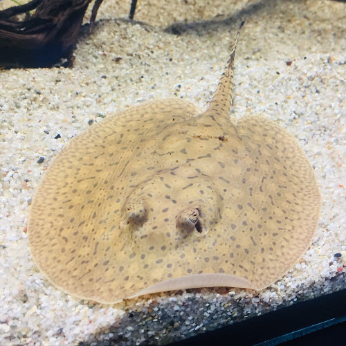 Scobina Rochen - Potamotrygon scobina