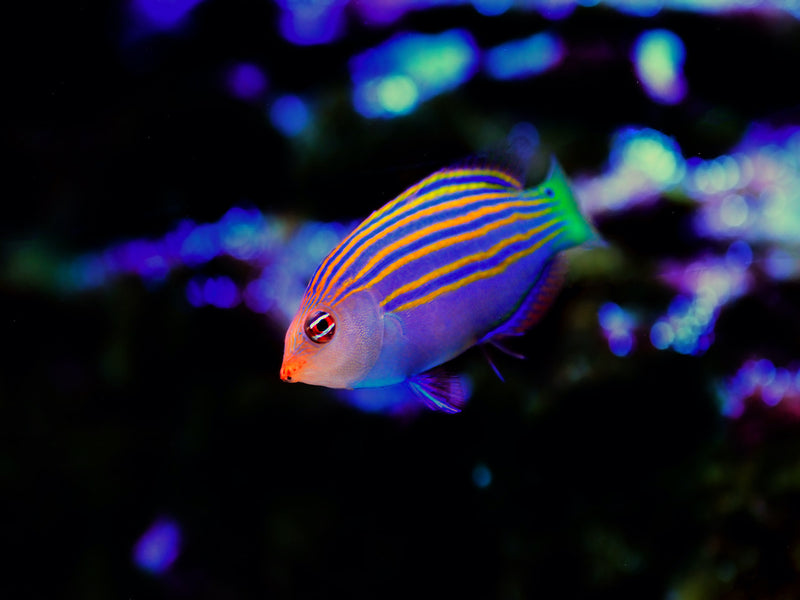 Sechsstreifen Lippfisch -Pseudocheilinus hexataenia