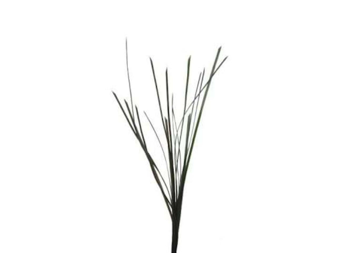 TMC Seegras - Zostera sp. 5mmx37cm