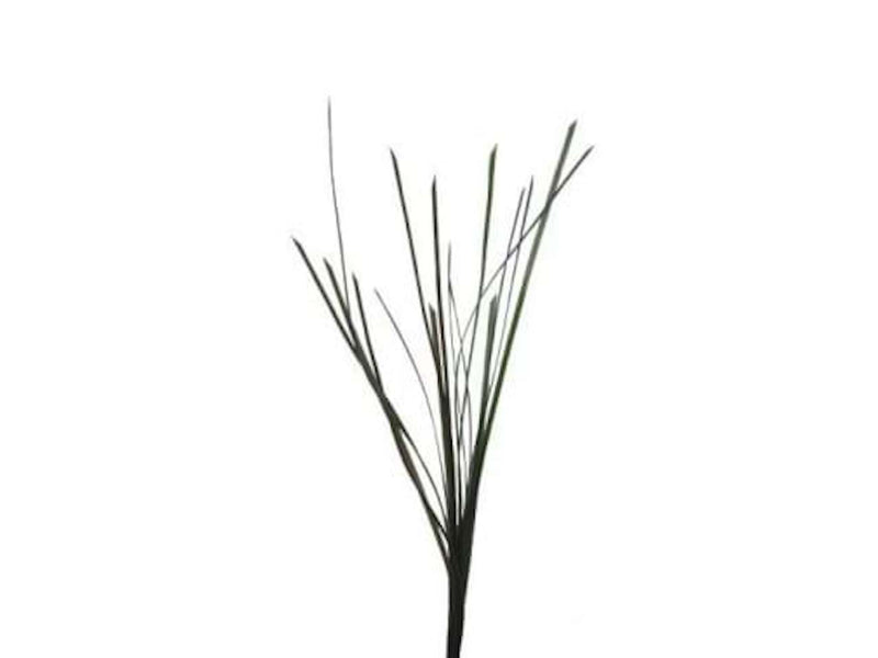 TMC Seegras - Zostera sp. 5mmx37cm