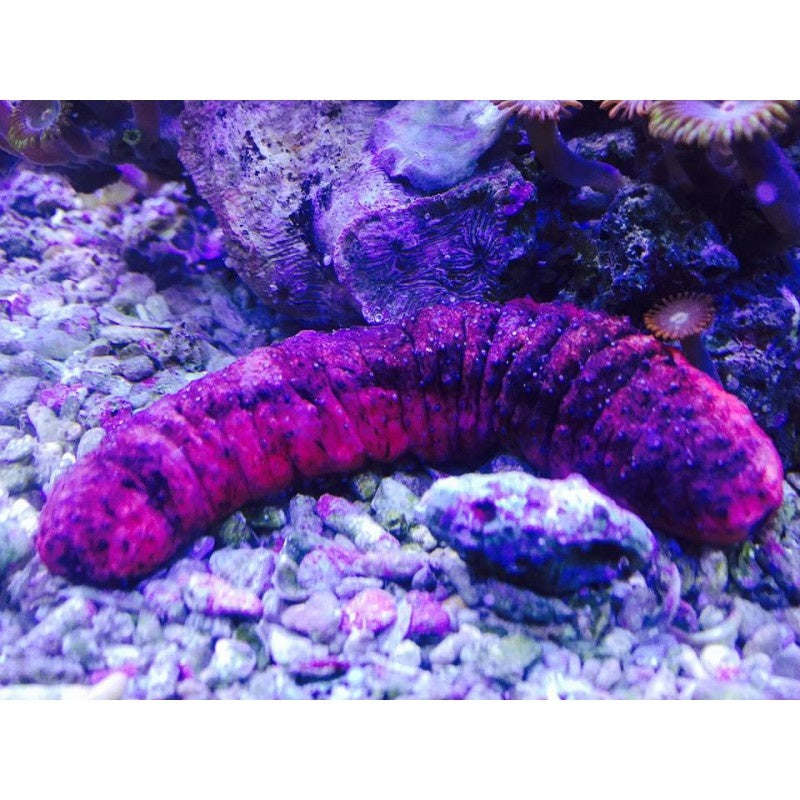 Seewalze - Holothuria edulis