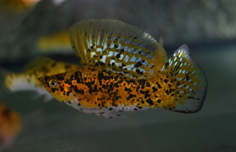 Segelkärpfling - Poecilia velifera "Dalmatiner gold"