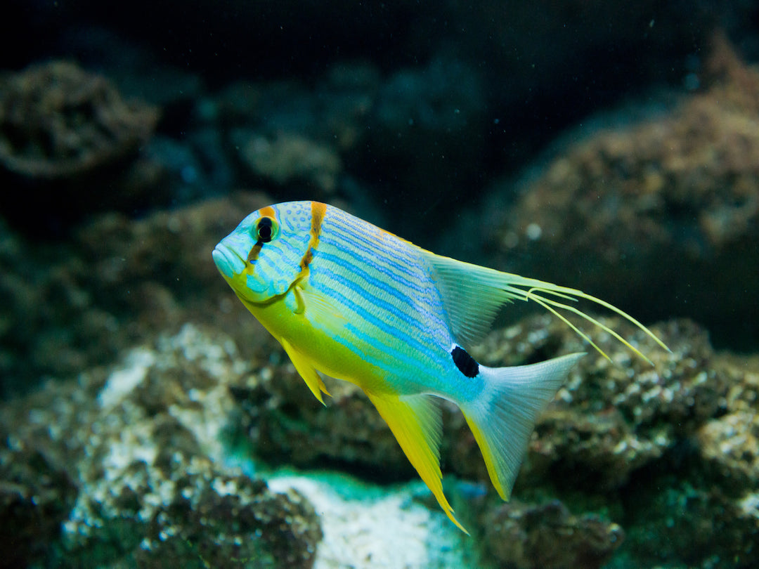 Segelflossen Schnapper - Symphorichthys spilurus