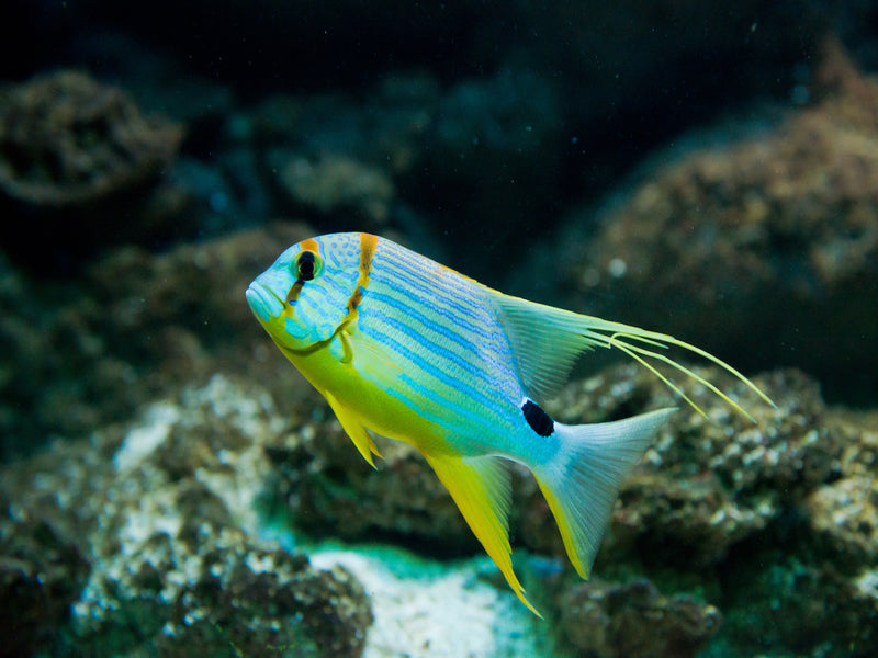 Segelflossen Schnapper - Symphorichthys spilurus
