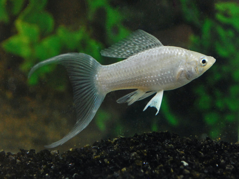 Segelkärpfling - Poecilia velifera "Silber  Schleier"