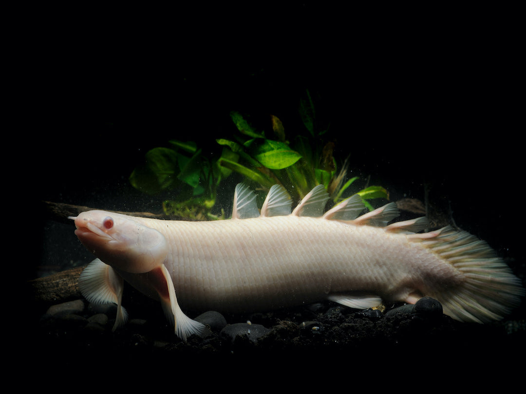 Senegal Flösselhecht - Polypterus senegalus "albino"