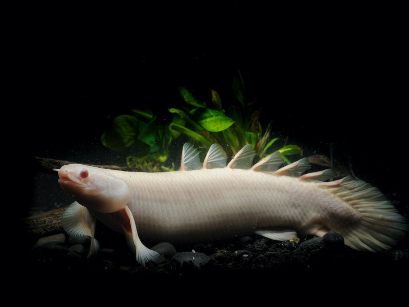 Senegal Flösselhecht - Polypterus senegalus "albino"