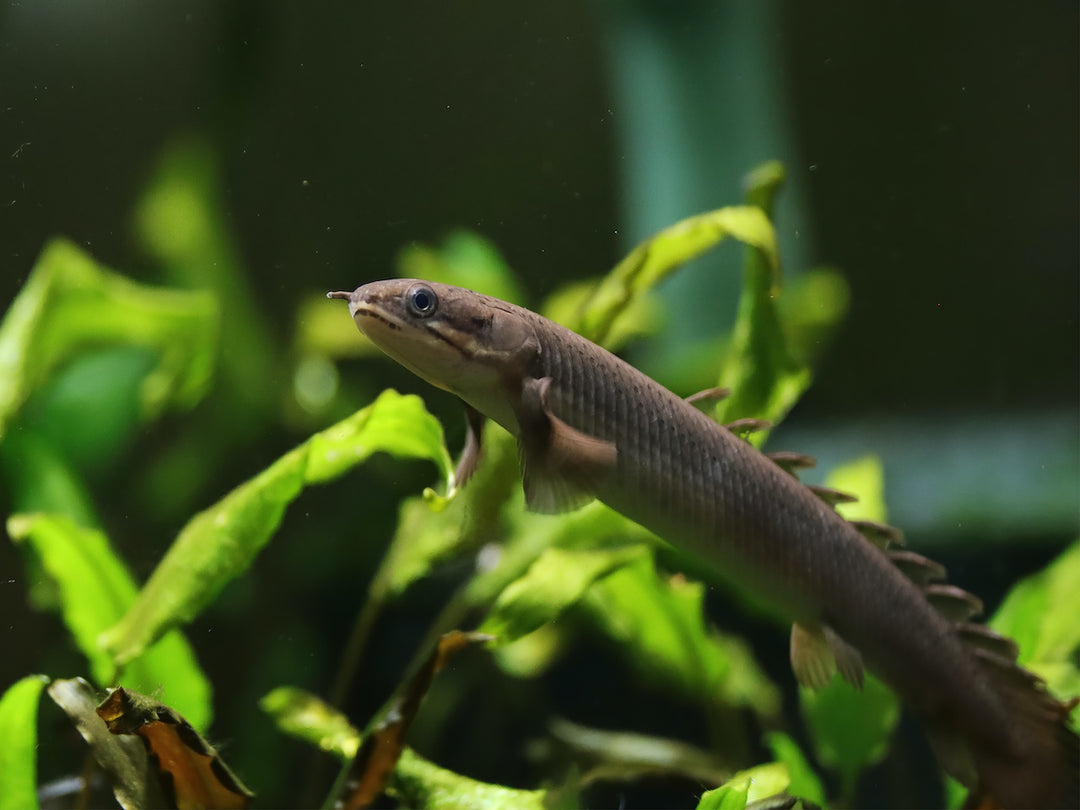 Senegal Flösselhecht - Polypterus senegalus