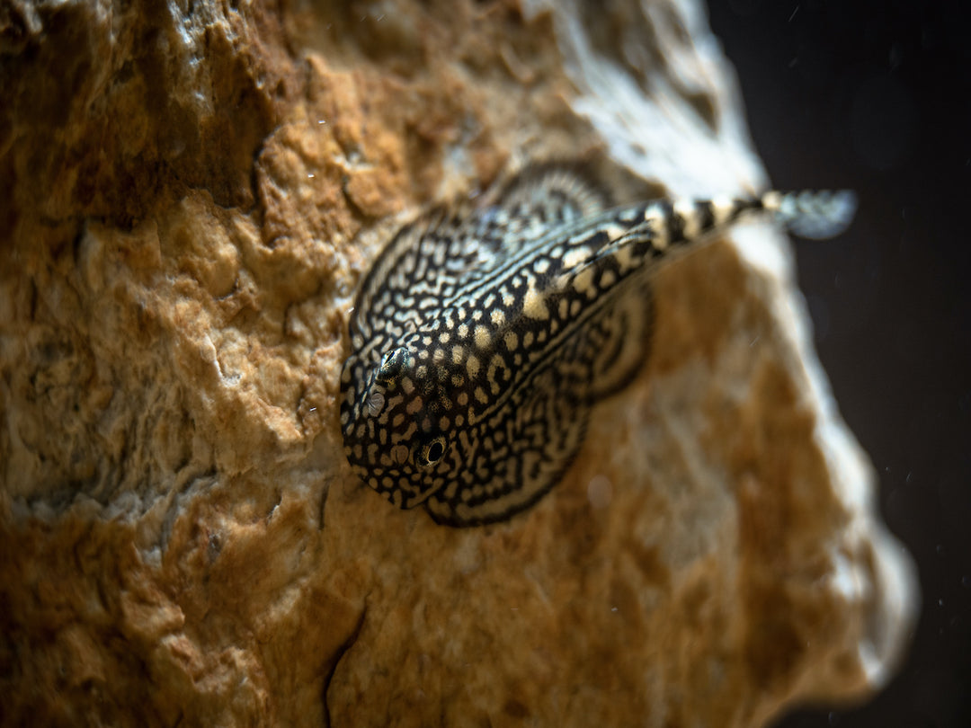 Prachtflossensauger - Sewellia lineolata