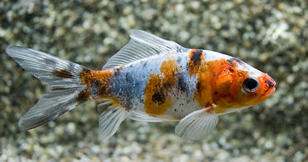 Goldfisch  - Carassius auratus "Shubunkin"