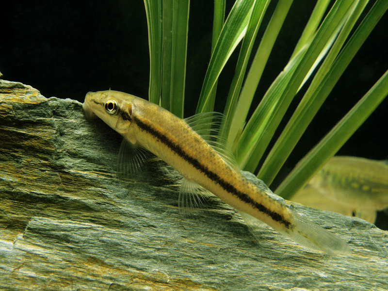 Siamesische Saugschmerle - Gyrinocheilus aymonieri