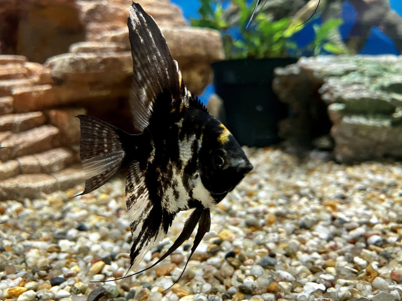 Skalar - Pterophyllum scalare "Black Marble"