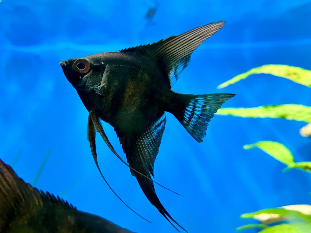 Skalar - Pterophyllum scalare "Pinoy Black"