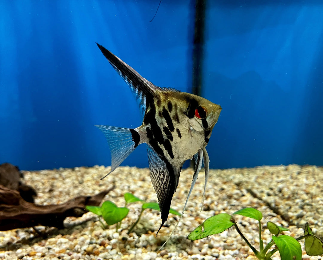 Skalar - Pterophyllum scalare "Dantum"