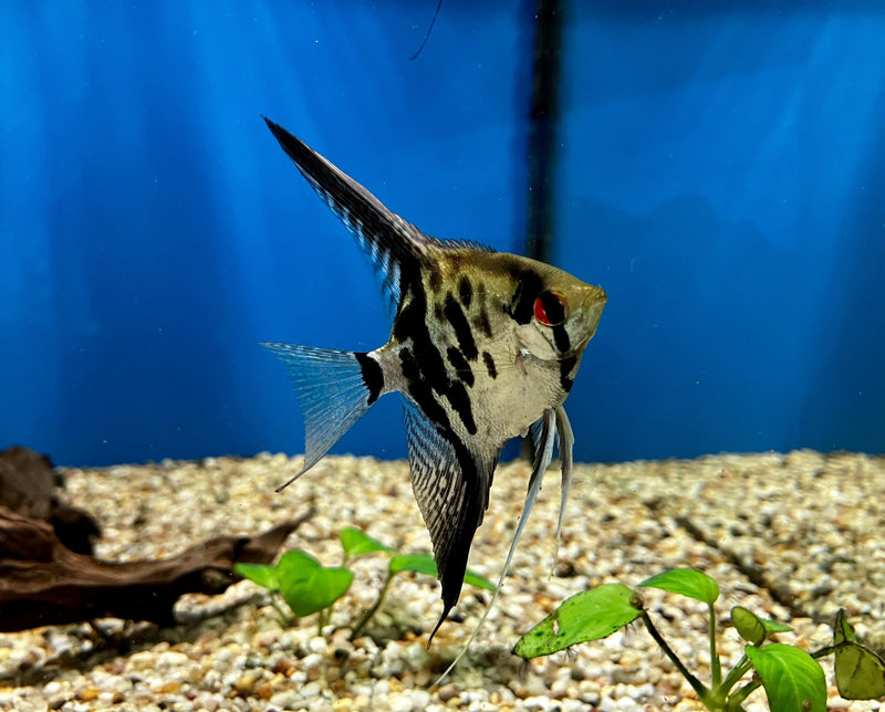 Skalar - Pterophyllum scalare "Dantum"