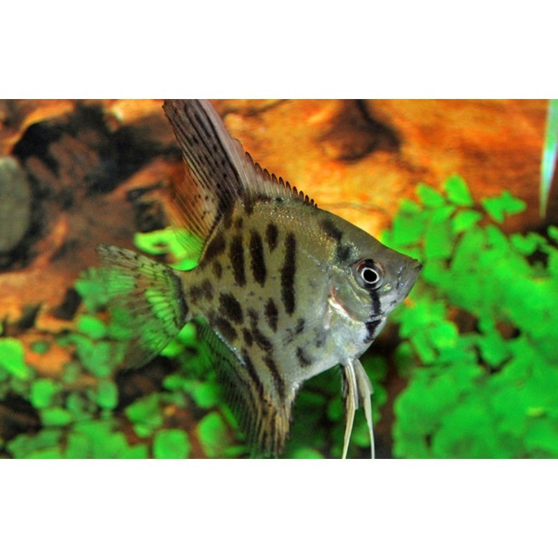 Skalar "Leopard"