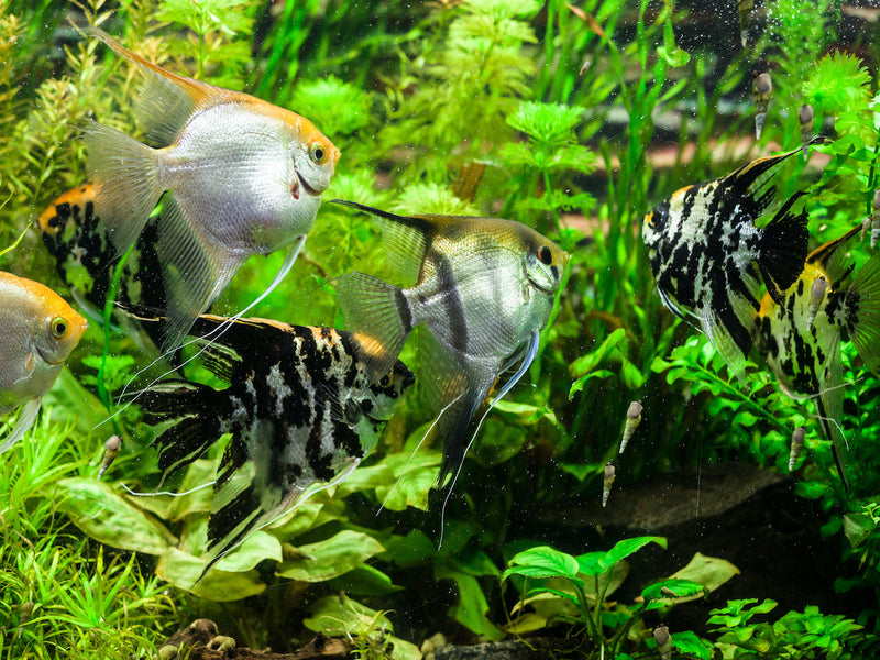 Skalar - Pterophyllum scalare "Mix"