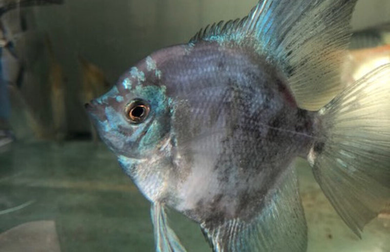 Skalar "Pinoy Paraiba Blau"