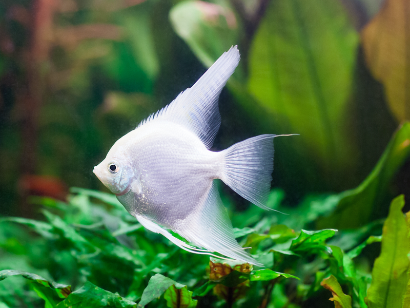 Skalar - Pterophyllum scalare "Platinum"