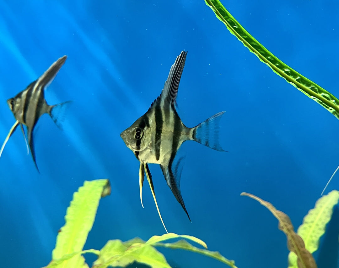 Skalar - Pterophyllum altum orinoco "österreichische NZ"
