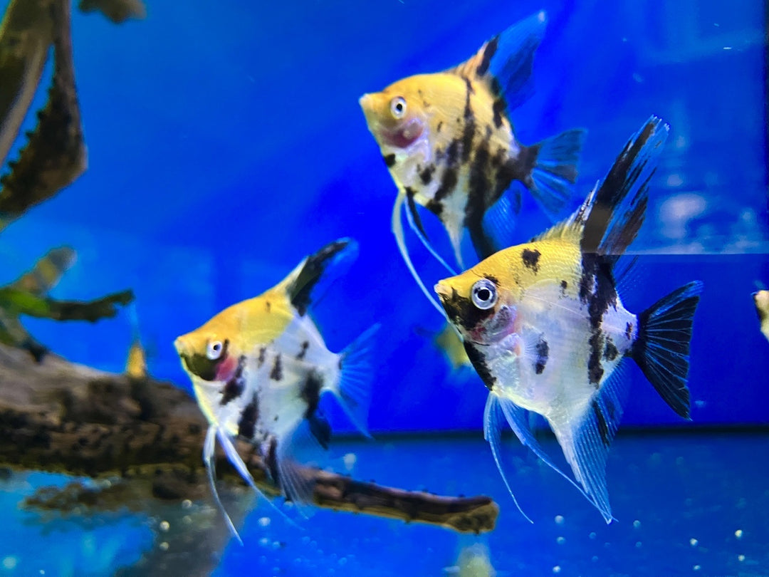 Skalar - Pterophyllum scalare "Koi Goldkopf Redcheek"