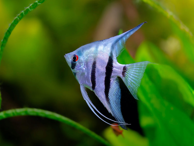 Skalar - Pterophyllum scalare "Blau"