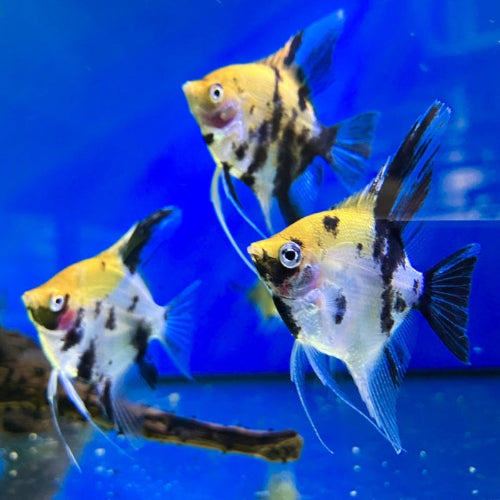 Skalar - Pterophyllum scalare "Koi Goldkopf Redcheek"