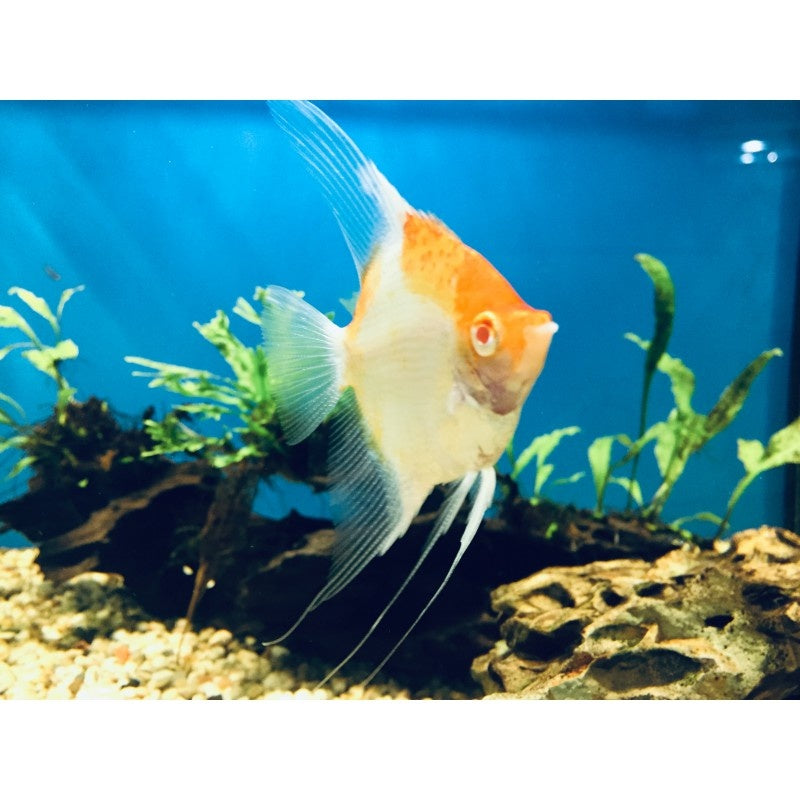 Skalar “Red Devil Albino“