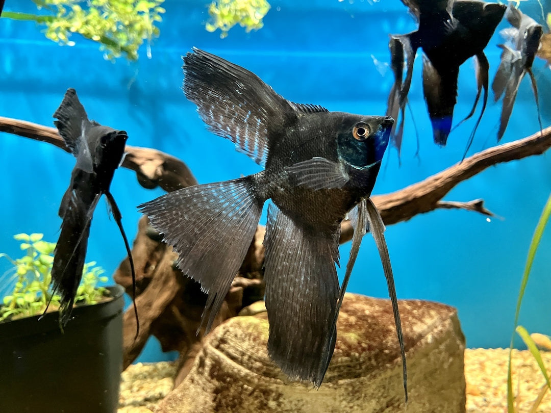 Skalar - Pterophyllum scalare "Schwarz Schleier"