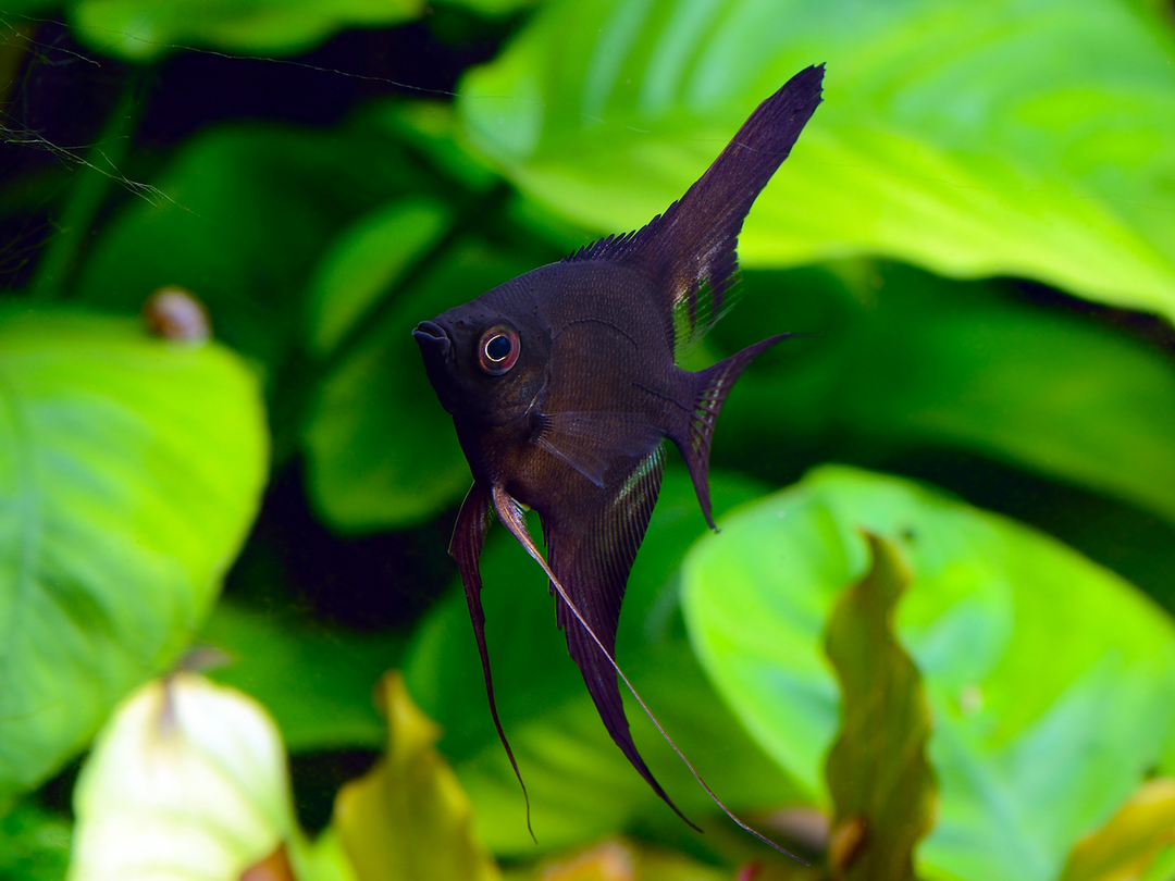 Skalar - Pterophyllum scalare "Schwarz"