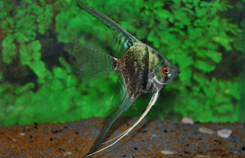 Skalar "Smokey Blau"