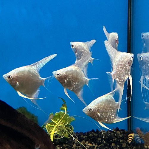 Skalar - Pterophyllum scalare "Platinum weiss Zebra"