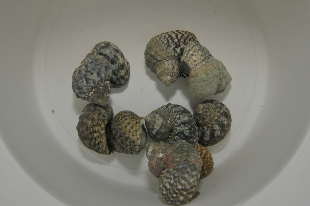 Kreiselschnecke - Turbo fluctuosa