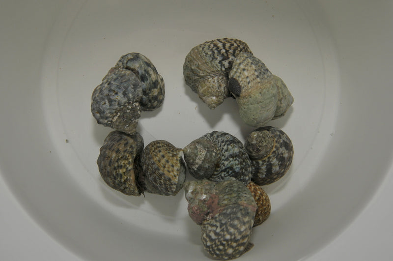 Kreiselschnecke - Turbo fluctuosa