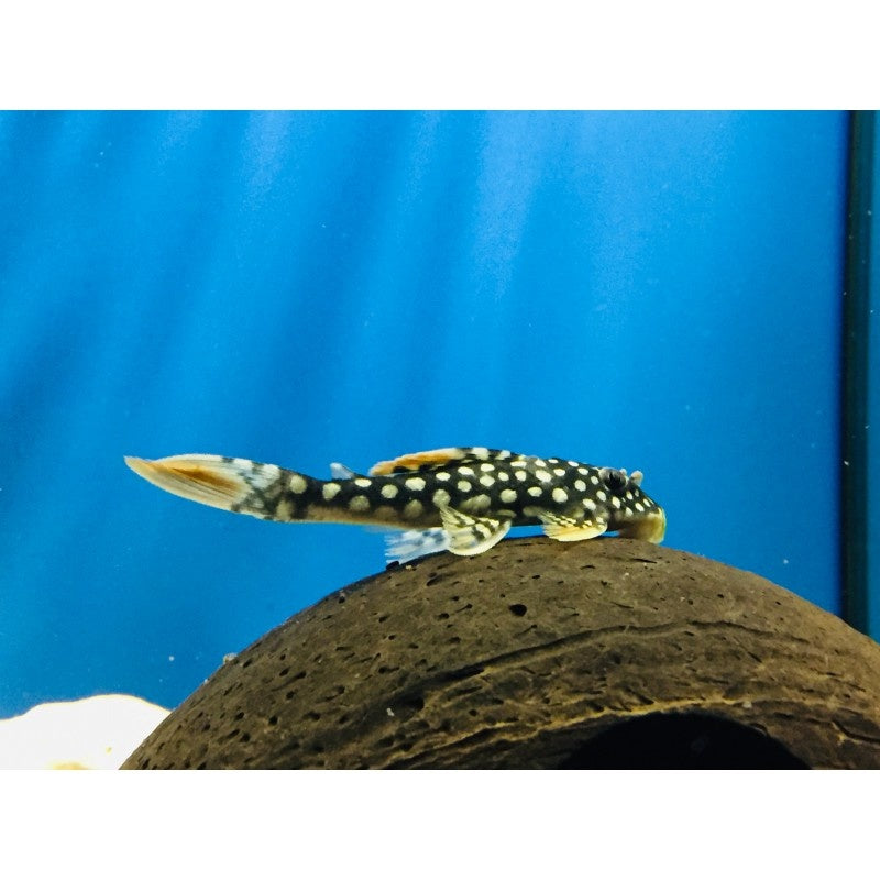 Sonnenwels - Scobiancistrus aureatus L014