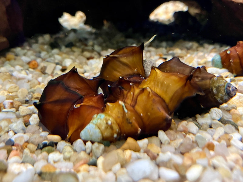 Stachelige Turmdeckelschnecke - Brotia pagodula