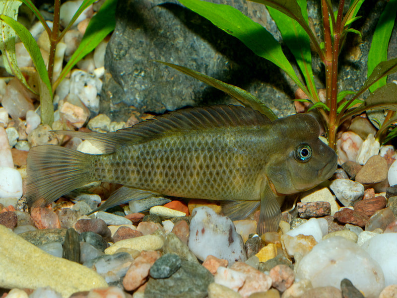 Buckelkopfbarsch- Steatocranus casuarius