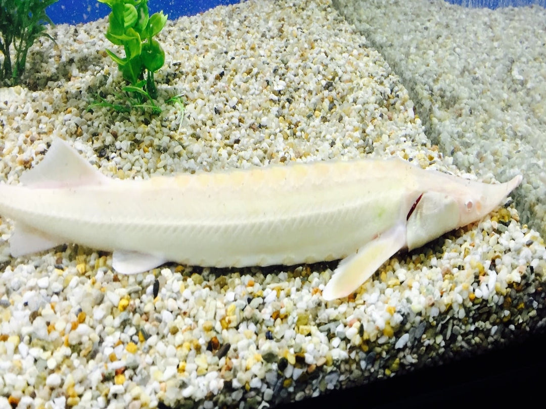 Sterlet - Acipenser ruthenus  “Albino“ 35-40cm