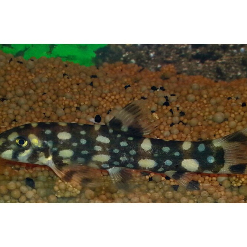 Sternchenschmerle - Botia kubotai