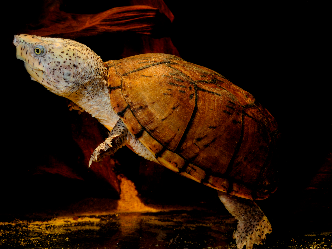 Zwerg Moschusschildkröte -Sternotherus minor adultes Pärchen