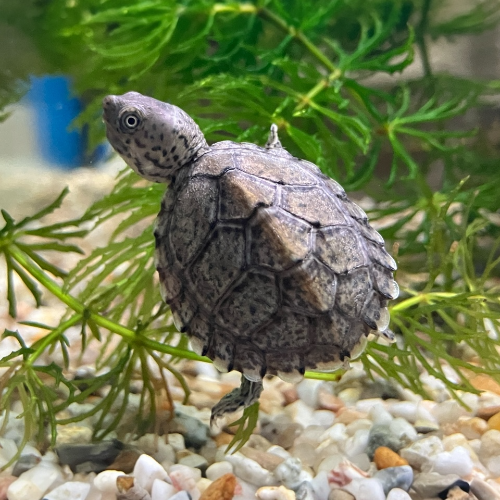 Dach Moschusschildkröte - Sternotherus carinatus CB25