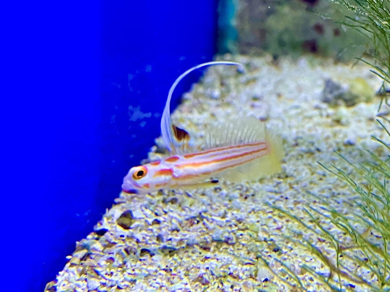 Yasha Grundel - Stonogobiops yasha