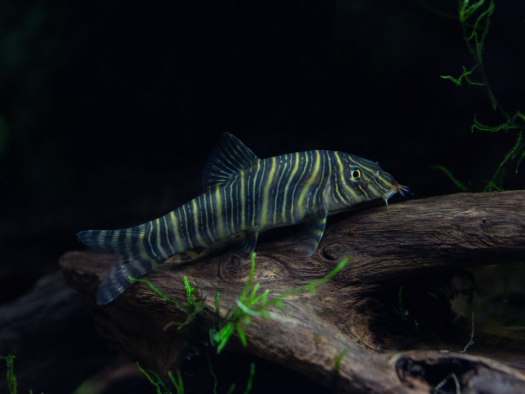 Streifenschmerle - Botia striata