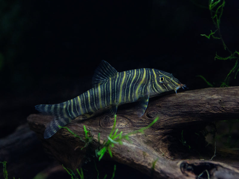 Streifenschmerle - Botia striata